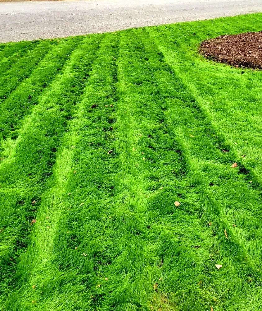 Trusted outdoor landscaping for year-round maintenance in Camden, SC by Megan's Landscaping & Pest Control