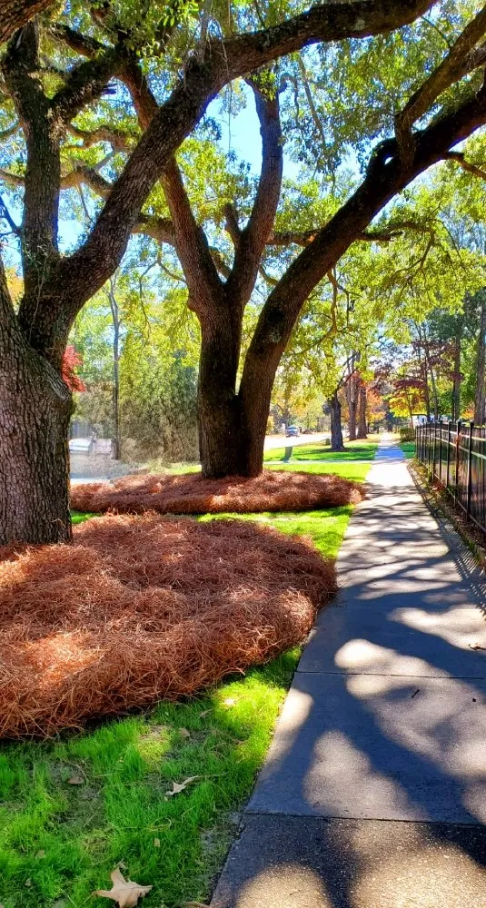 Top-rated landscape installation in Camden, SC by Megan's Landscaping & Pest Control