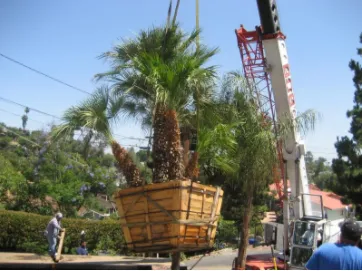 Professional lawn care service for beautiful yards across El Cajon, CA - Meier's Yard Polishing and Landscape