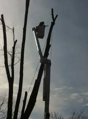 Meinecke Tree And Landscape Services