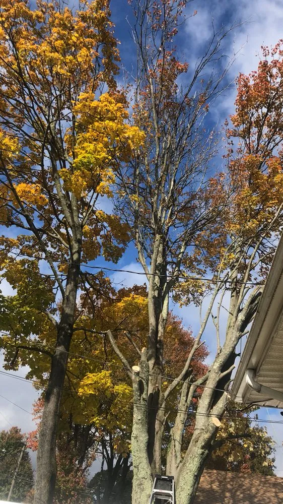 Reliable yard maintenance for beautiful yards across Bridgeport, CT - Mejia Landscaping