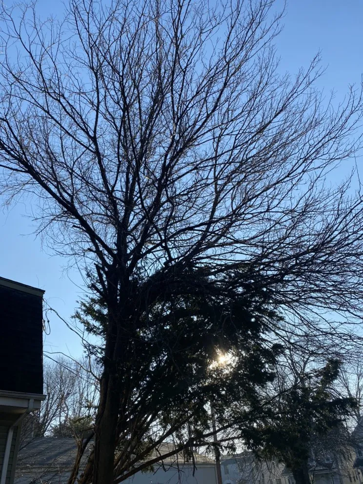 Professional yard cleanup service in Bridgeport, CT - Mejia Landscaping