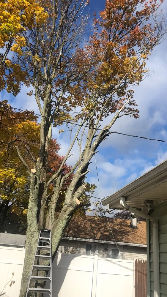 Top-rated landscape design for beautiful yards across Bridgeport, CT - Mejia Landscaping