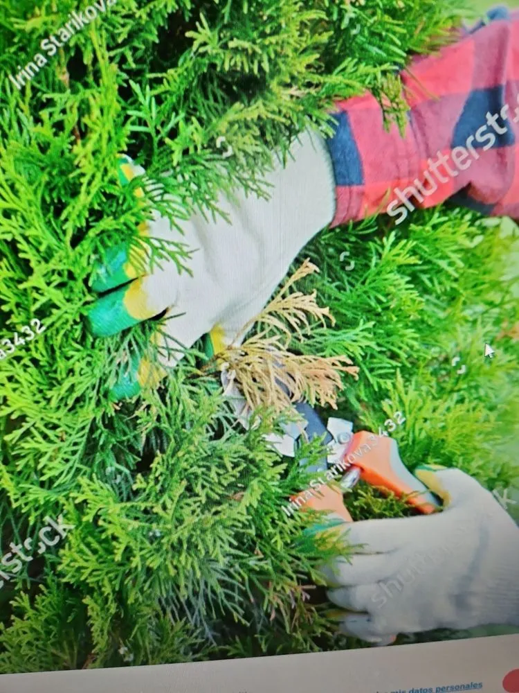 Reliable lawn mowing service for residential properties in Auburn, CA by Mejia Maintenance