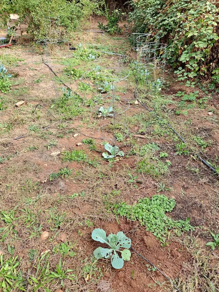 Reliable landscaping services experts serving Auburn, CA - Mejia Maintenance