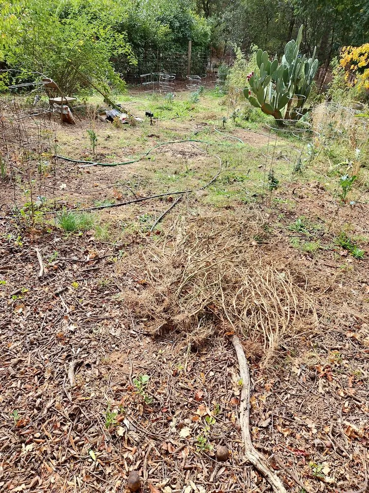 Reliable lawn mowing service in Auburn, CA by Mejia Maintenance