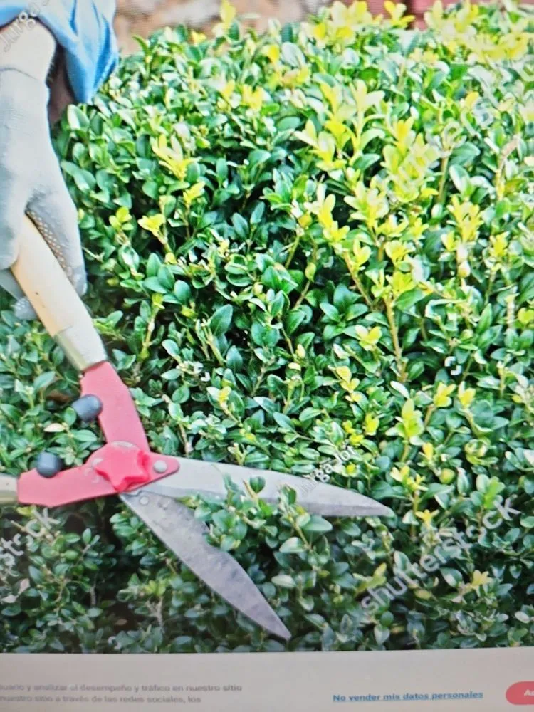 Custom landscaping services in Auburn, CA by Mejia Maintenance