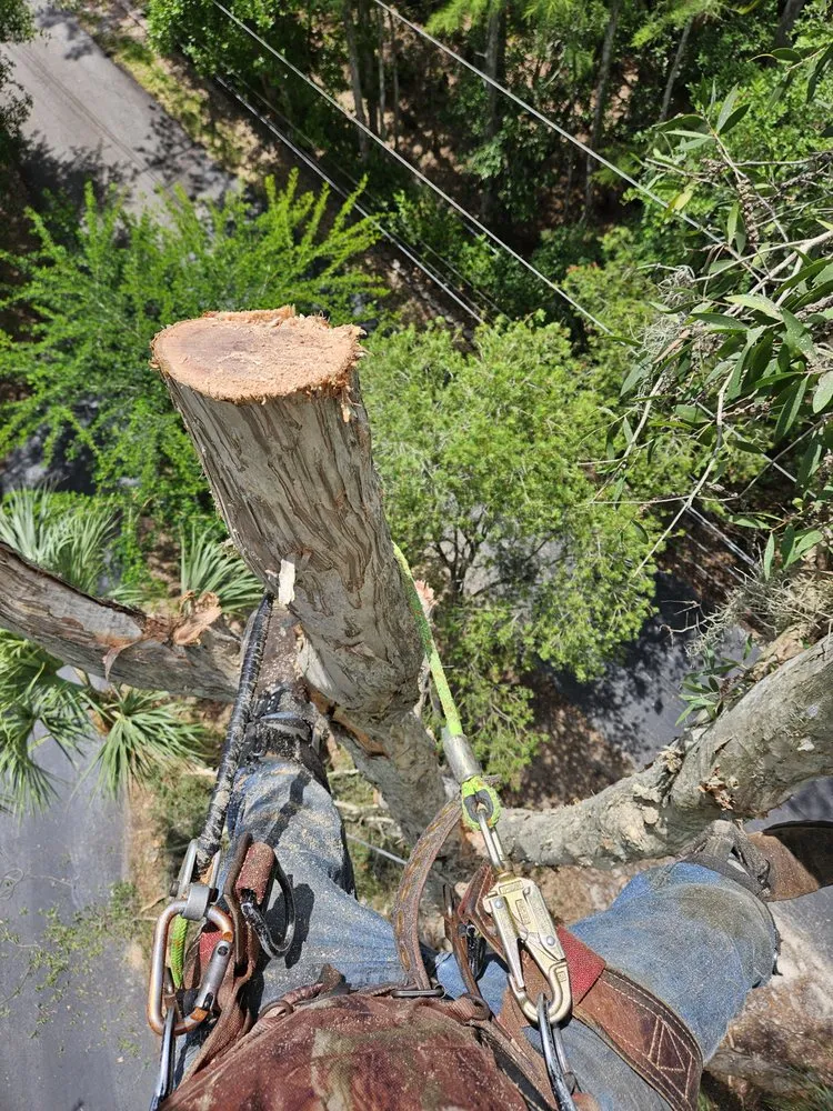 Top-rated yard cleanup service near you in Fort Myers, FL by Mejia Tree Service & Lawn Care