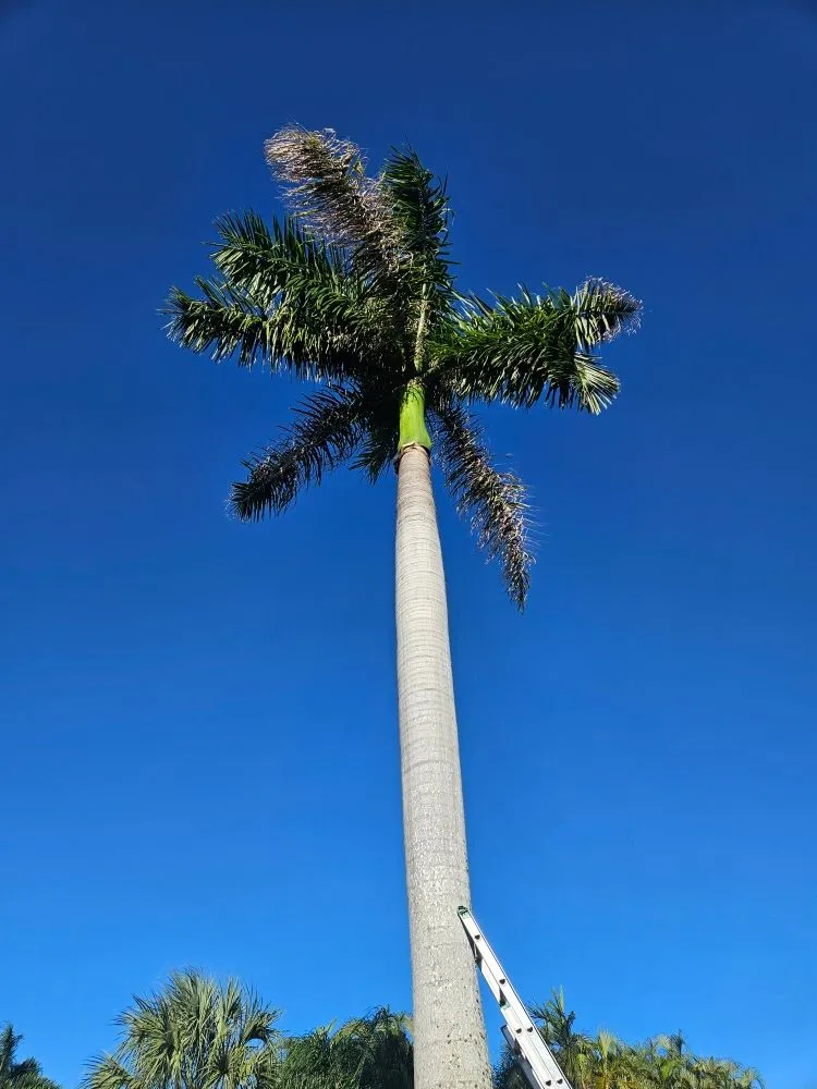 Reliable yard maintenance for outdoor upgrades across Fort Myers, FL - Mejia Tree Service & Lawn Care