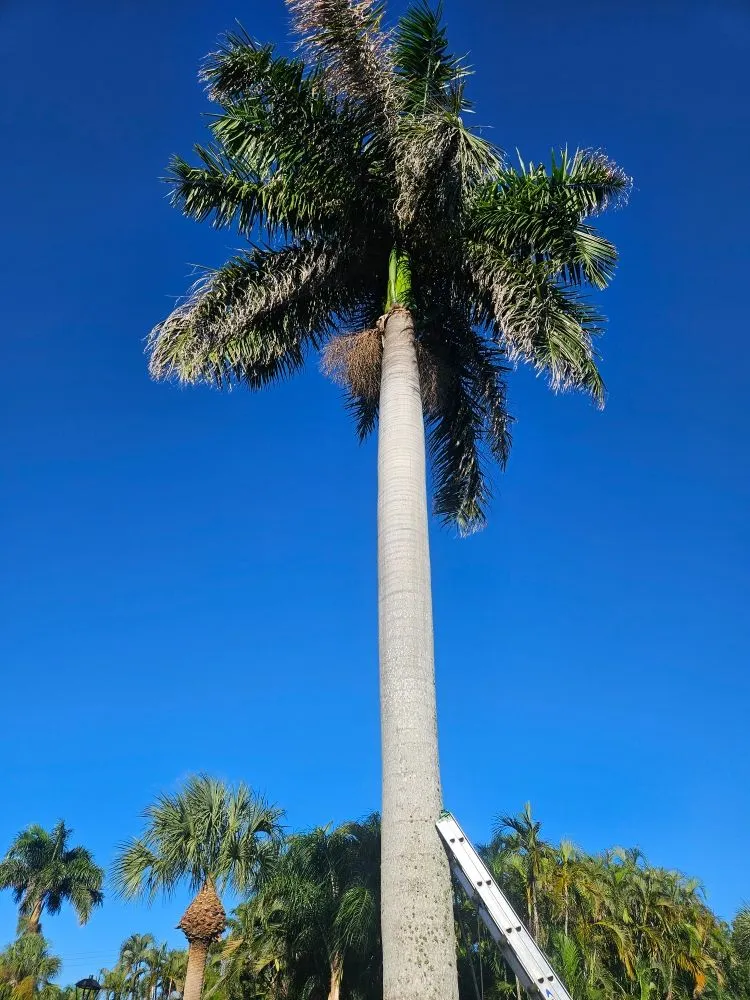 Custom landscaping services in Fort Myers, FL by Mejia Tree Service & Lawn Care