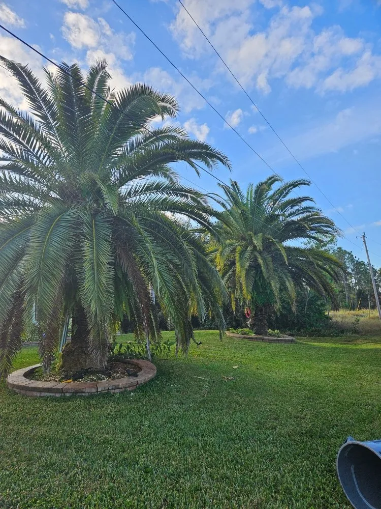 Professional outdoor landscaping for year-round maintenance across Fort Myers, FL - Mejia Tree Service & Lawn Care