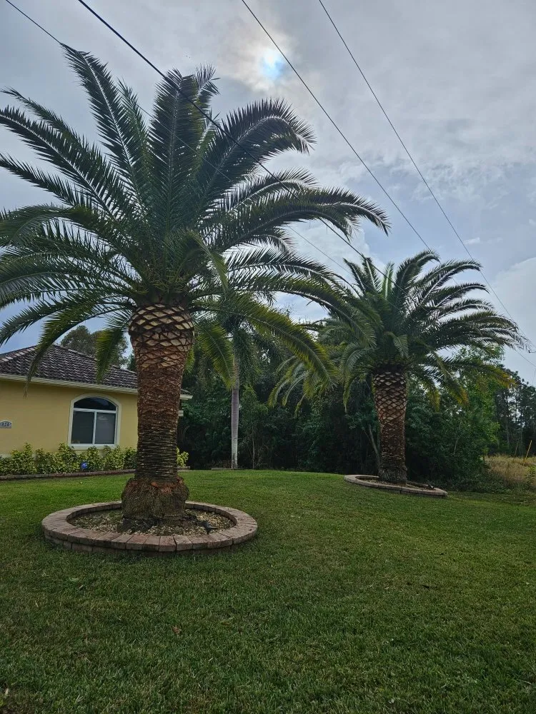 Local residential landscaping in Fort Myers, FL - Mejia Tree Service & Lawn Care
