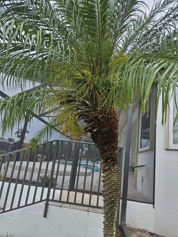 Expert landscaping services experts serving Fort Myers, FL - Mejia Tree Service & Lawn Care