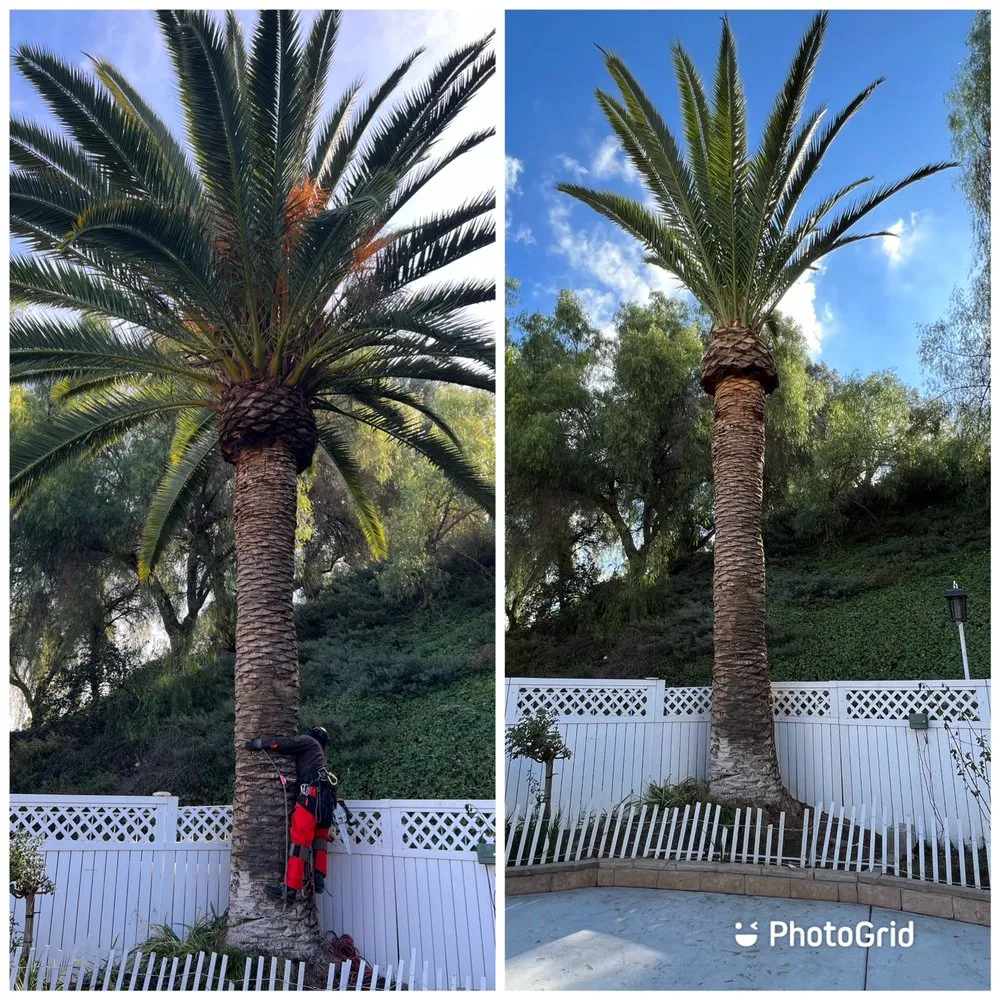 Professional outdoor landscaping for homes across Ontario, CA - Mejia Tree Service