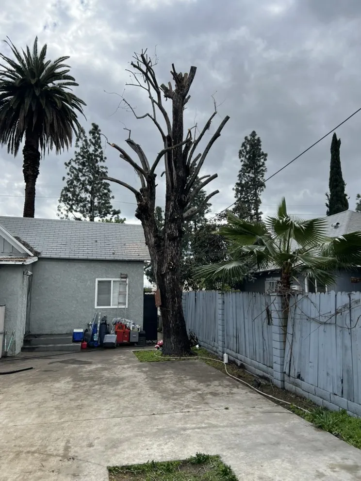 Local landscape design with custom design across Ontario, CA - Mejia Tree Service