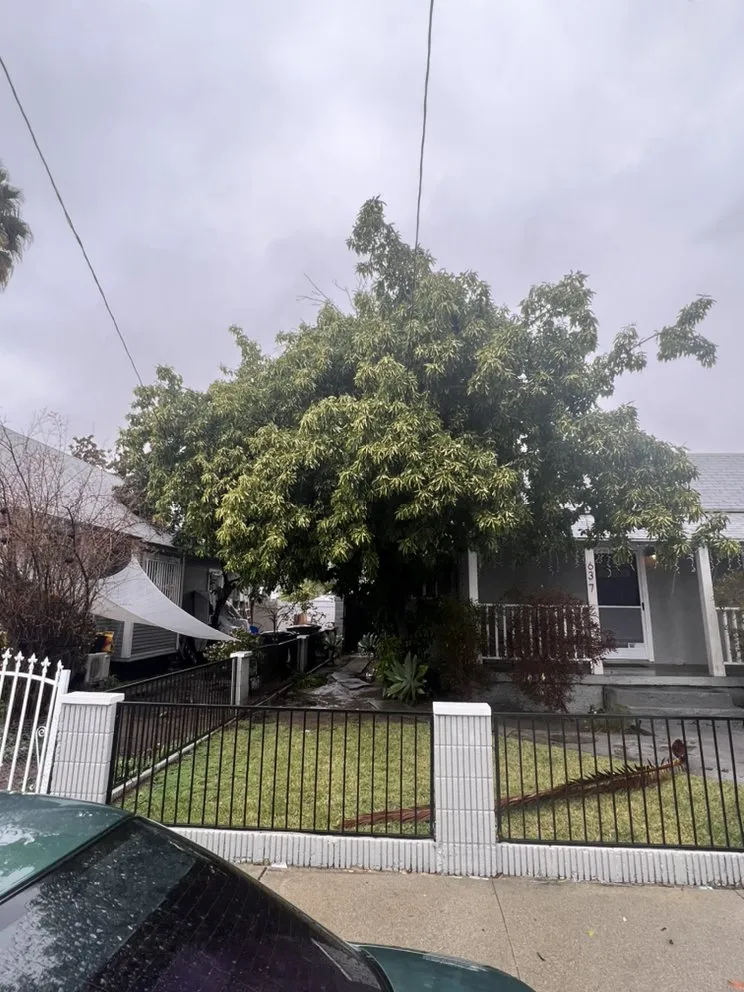 Trusted yard cleanup service experts serving Ontario, CA - Mejia Tree Service