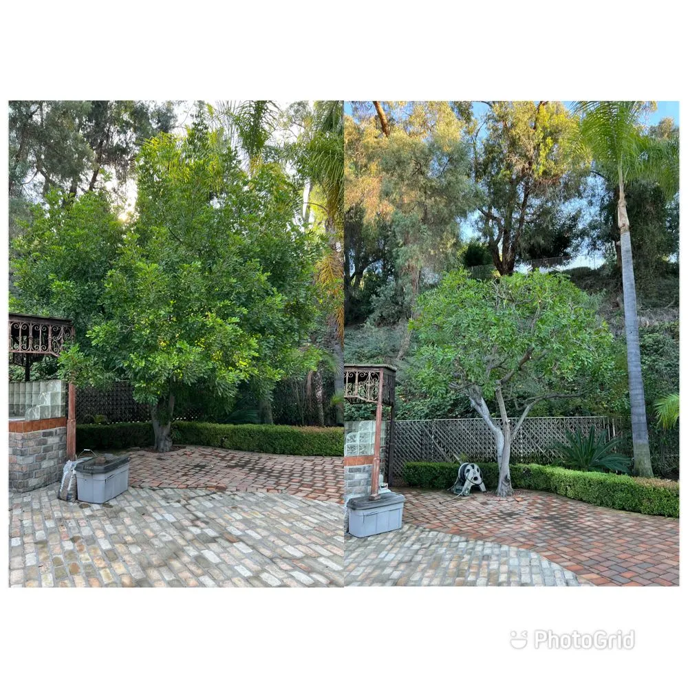 Top-rated lawn mowing service near you in Ontario, CA by Mejia Tree Service