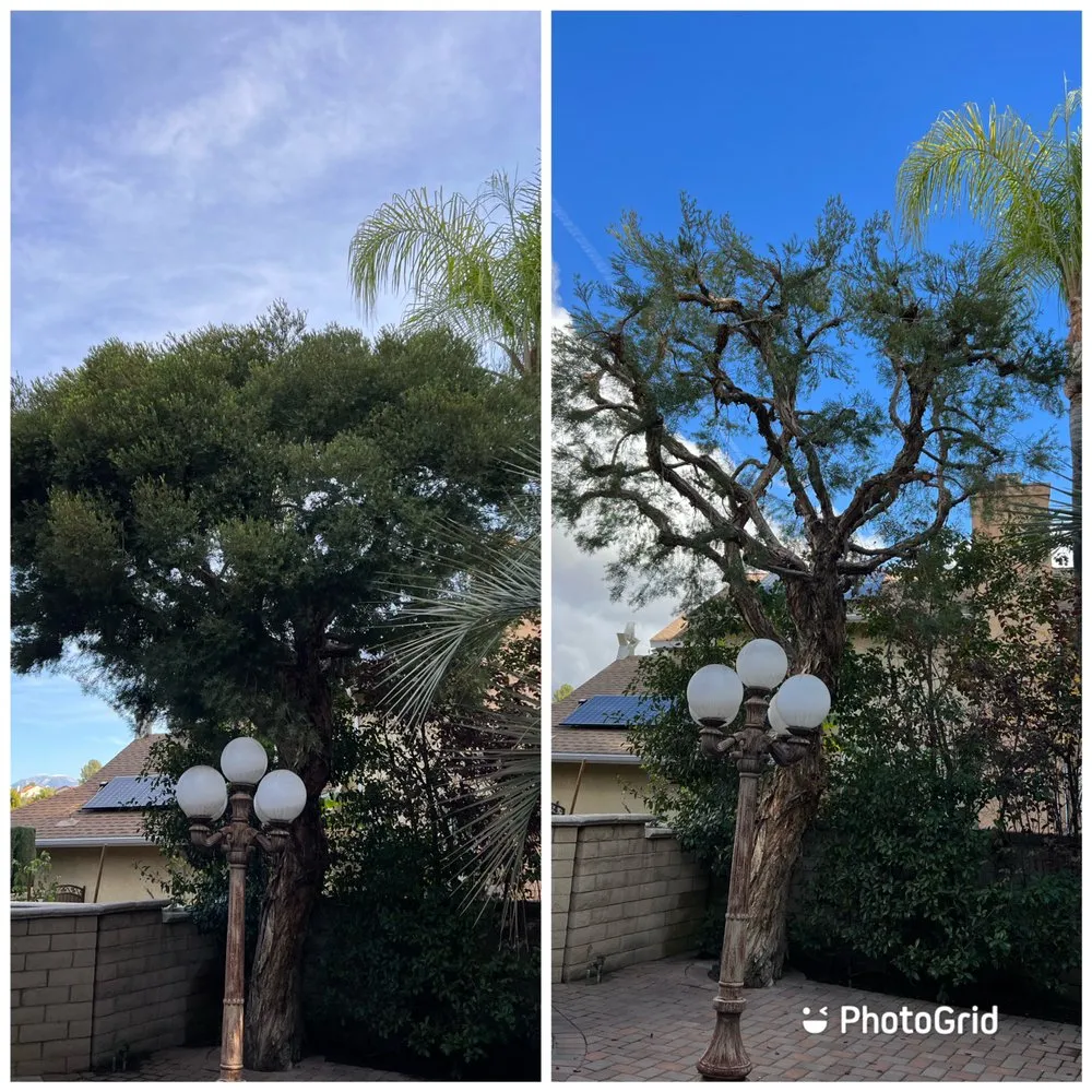 Professional outdoor landscaping for homes in Ontario, CA by Mejia Tree Service