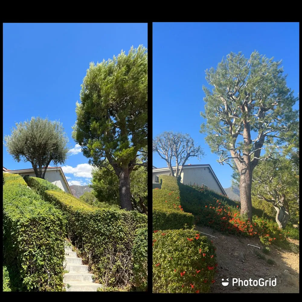 Top-rated outdoor landscaping for year-round maintenance across Ontario, CA - Mejia Tree Service