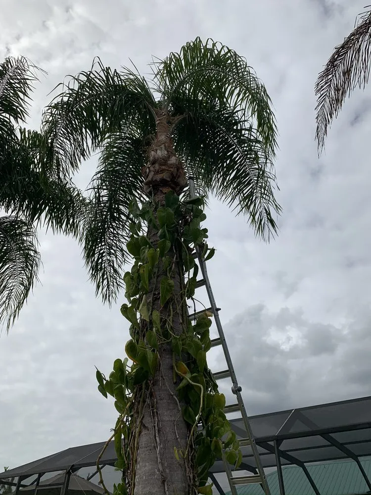 Reliable lawn care service experts serving Port Charlotte, FL - Mejia Trimming and Landscaping