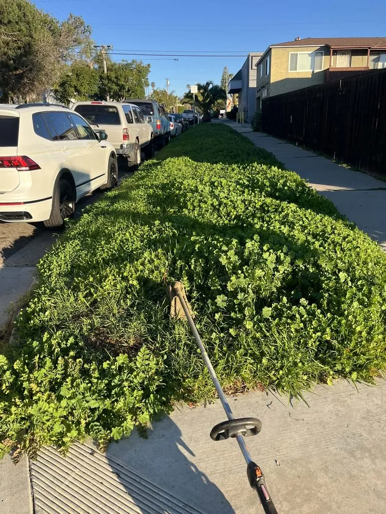 Local yard maintenance in Oceanside, CA - Mejia’s Irrigation and landscape