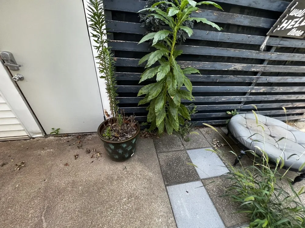 Top-rated yard maintenance near you across Republic, MO - Mejia's Landscape