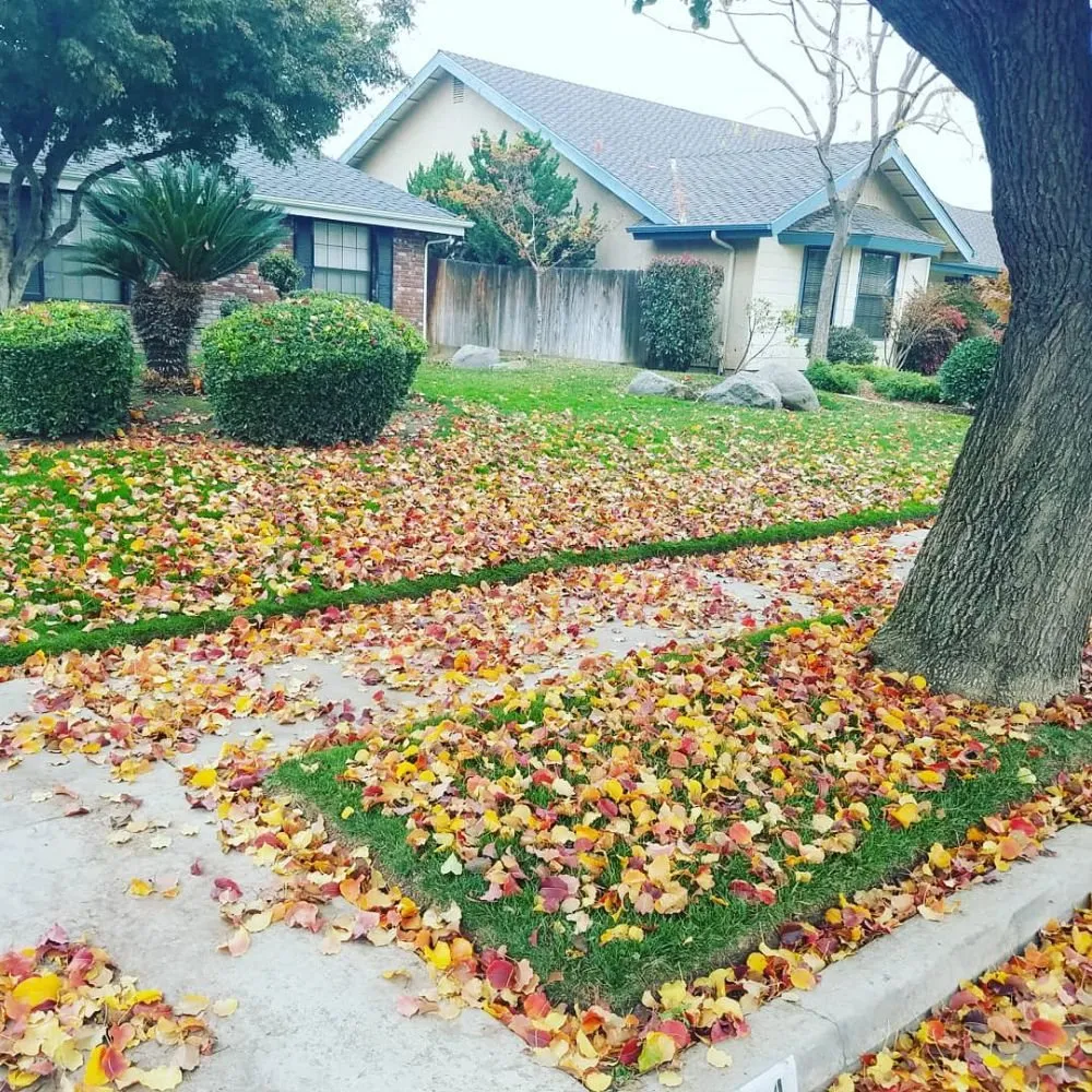 Local yard cleanup service for outdoor upgrades in Porterville, CA by Mejias Lawn Service