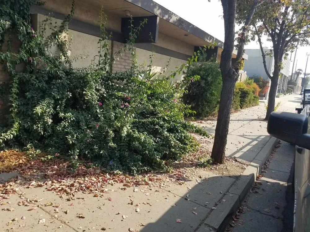 Reliable yard maintenance for homes in Porterville, CA by Mejias Lawn Service