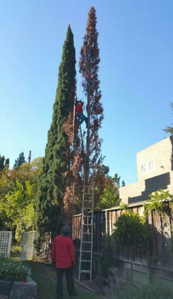 Expert landscape installation experts serving Manteca, CA - Melek Landscape Management