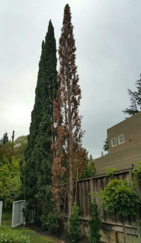 Affordable landscape installation in Manteca, CA by Melek Landscape Management