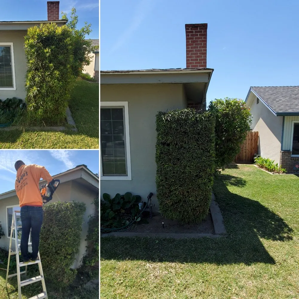 Top-rated landscape installation for year-round maintenance in Lemoore, CA by Melena's Complete Landscape