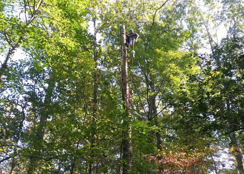 Custom landscape design experts serving Woodbridge, VA - Melendez Tree Service