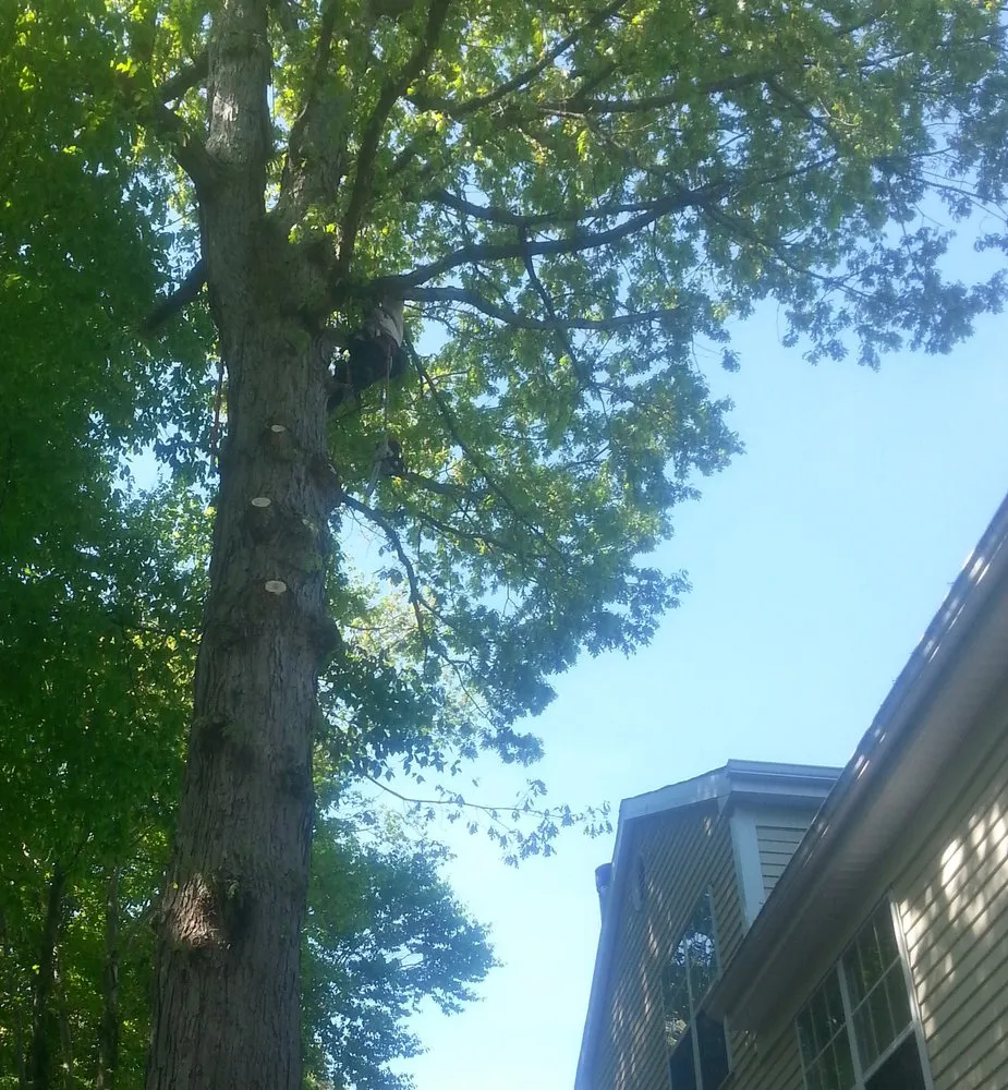 Professional landscape installation in Woodbridge, VA - Melendez Tree Service