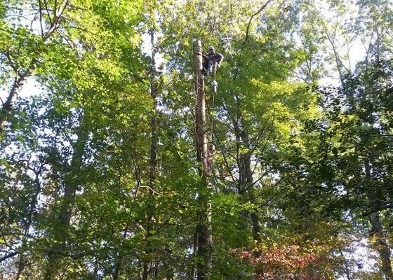 Melendez Tree Service Logo