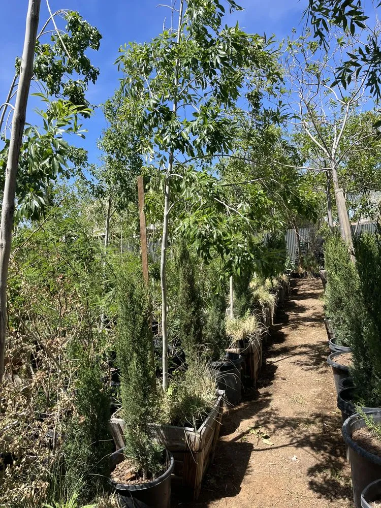 Affordable residential landscaping in Hesperia, CA - Melendrez Nursery