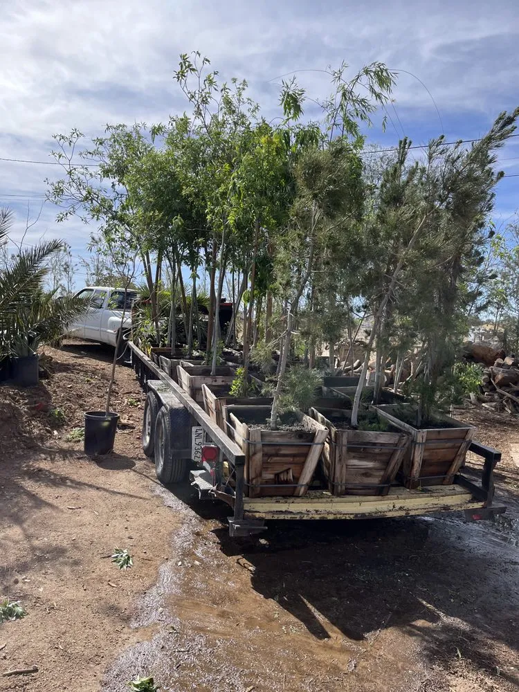 Top-rated residential landscaping experts serving Hesperia, CA - Melendrez Nursery
