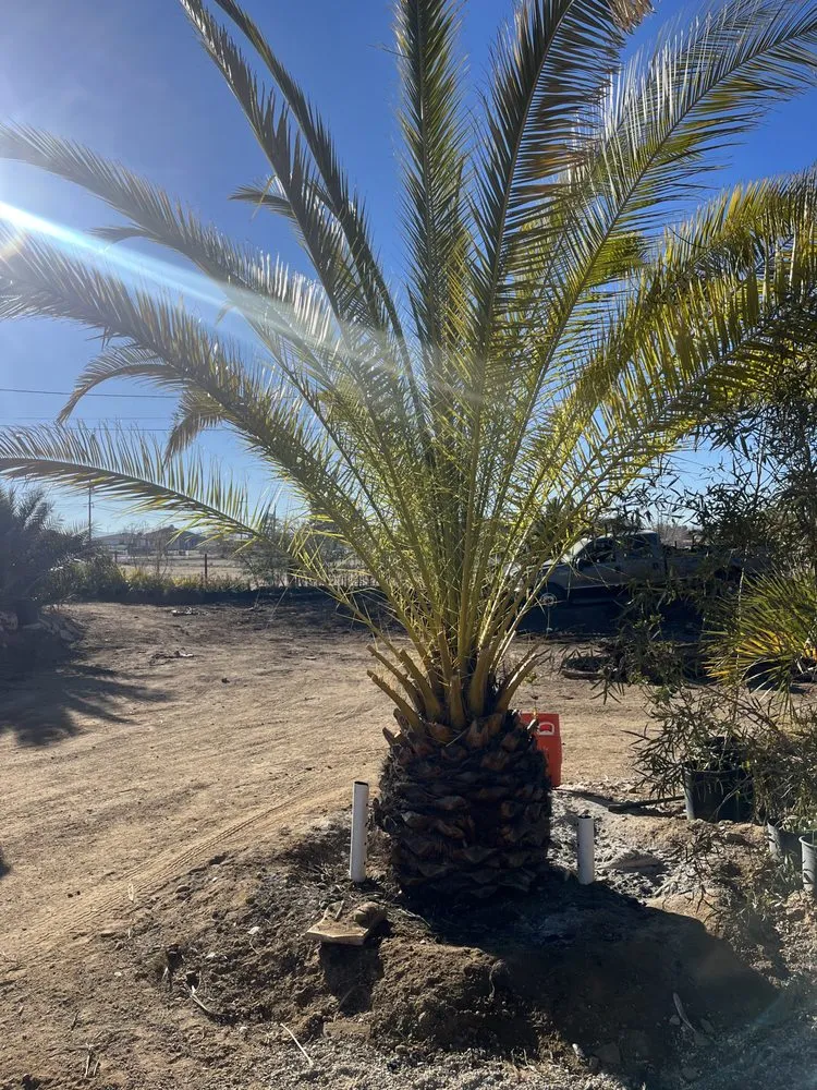 Professional residential landscaping experts serving Hesperia, CA - Melendrez Nursery