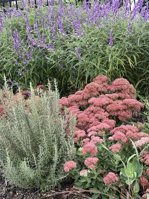 Melissa Hall Garden Designs Logo