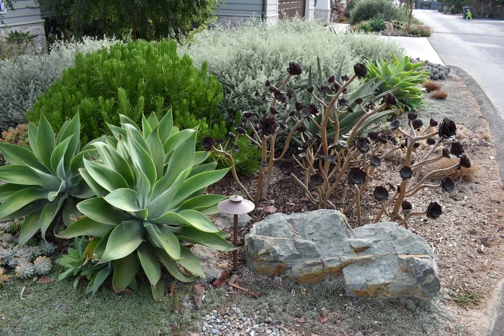 Custom yard cleanup service in Cardiff, CA by Melissa Langer Landscape Architecture