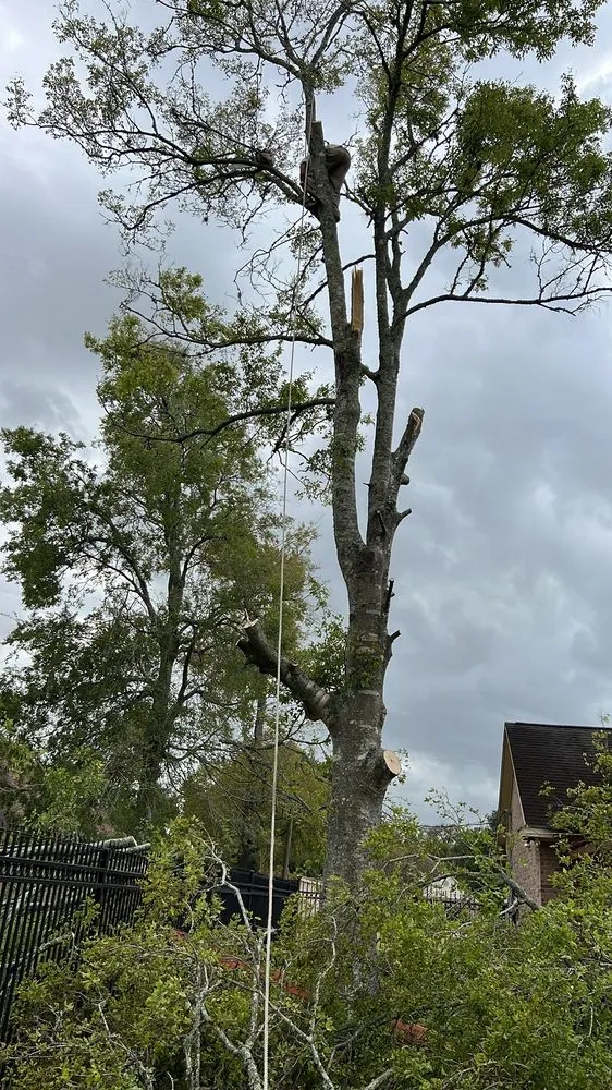 Reliable lawn care service with custom design across Baytown, TX - Meliton Landscaping & Tree services