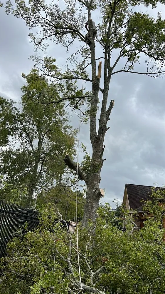 Custom yard cleanup service in Baytown, TX - Meliton Landscaping & Tree services