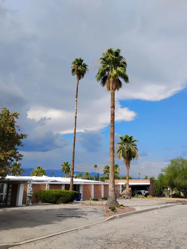 Trusted yard maintenance for beautiful yards in Tucson, AZ by Mellgren Tree Service