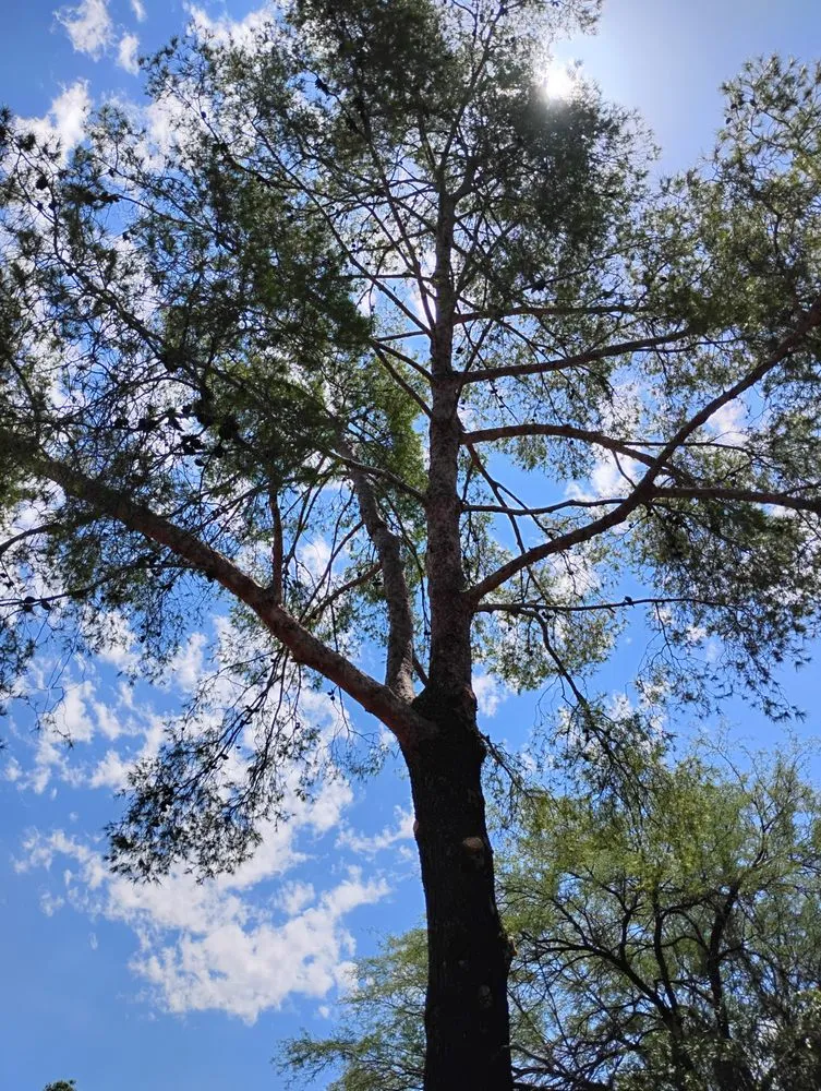 Affordable landscape installation experts serving Tucson, AZ - Mellgren Tree Service