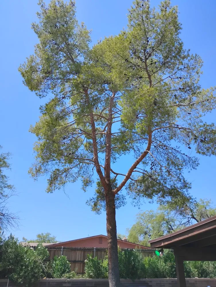 Local lawn mowing service for beautiful yards across Tucson, AZ - Mellgren Tree Service