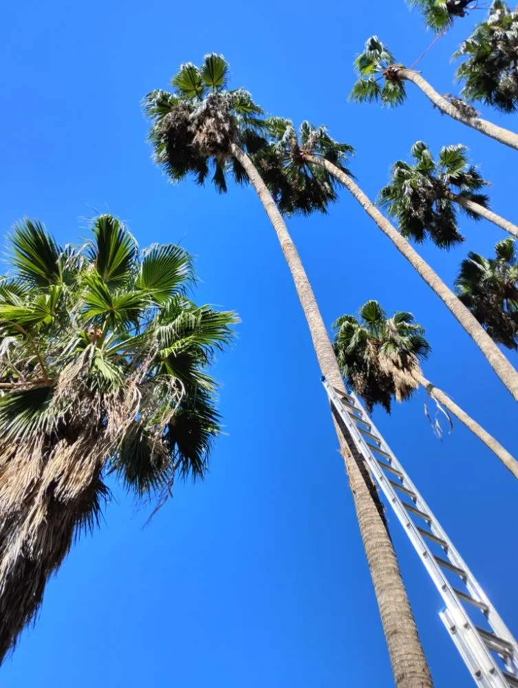 Professional landscape design in Tucson, AZ - Mellgren Tree Service