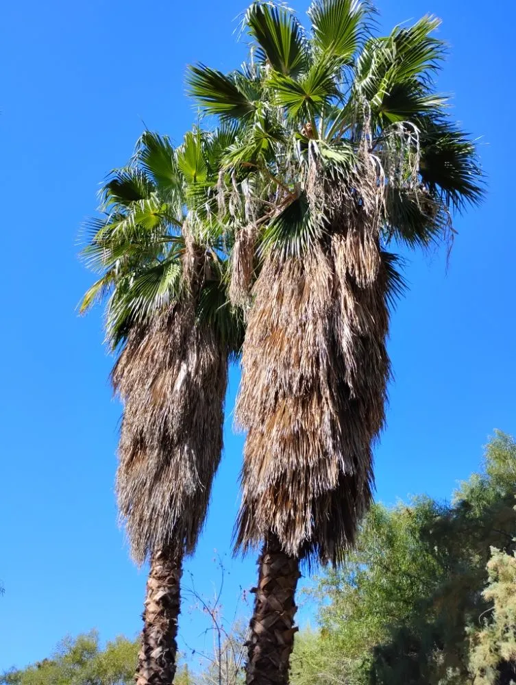 Top-rated garden landscaping in Tucson, AZ - Mellgren Tree Service