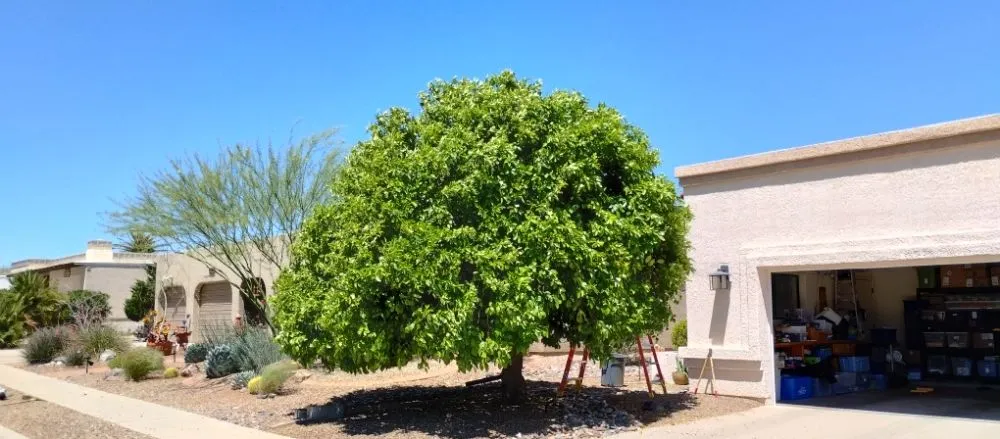 Expert landscape installation with custom design across Tucson, AZ - Mellgren Tree Service