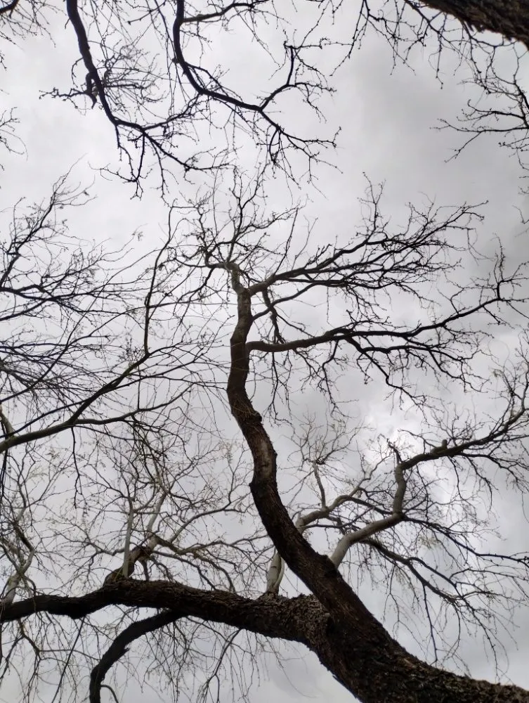 Trusted garden landscaping in Tucson, AZ - Mellgren Tree Service