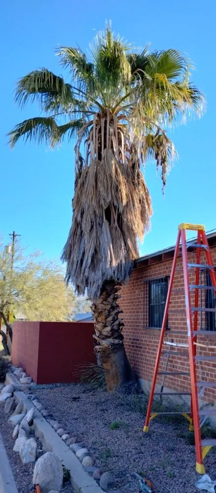 Expert garden landscaping in Tucson, AZ - Mellgren Tree Service