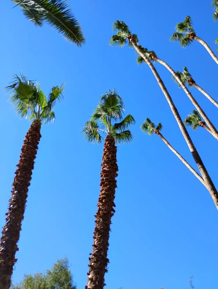 Affordable landscaping services for homes across Tucson, AZ - Mellgren Tree Service